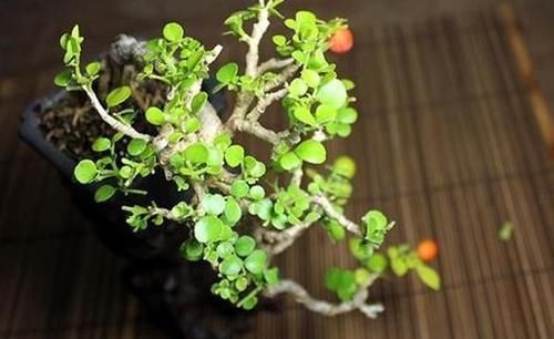  不烂|盆栽九里香，该怎么管理才能不烂根？早预防早治疗？