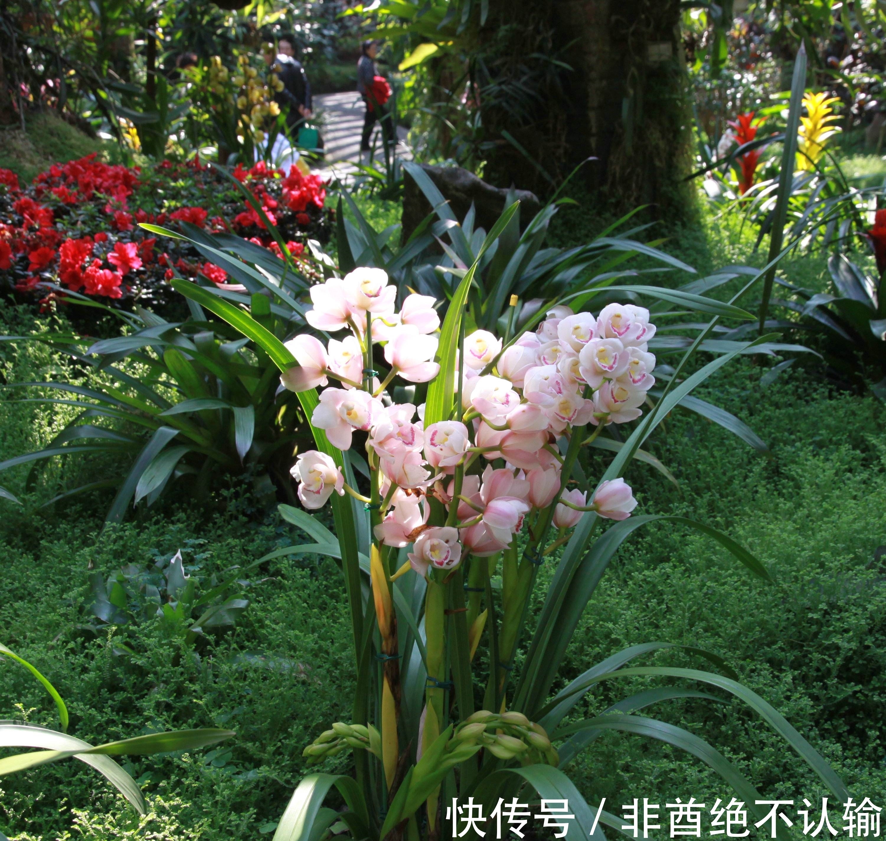 新沐!万物皆可写成诗,七绝50首,一次让你看个够