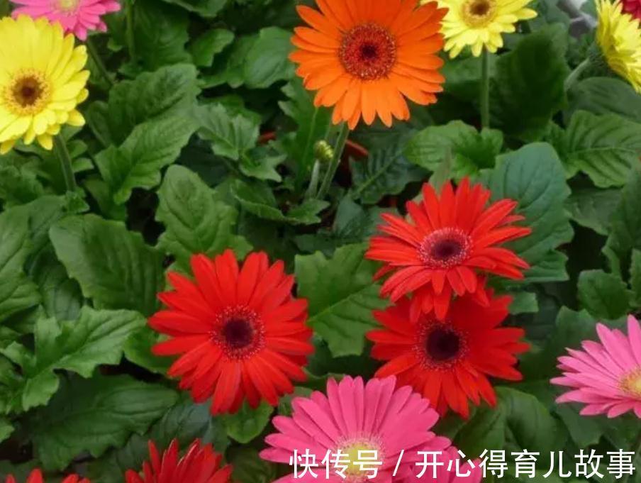 冬天这些花不能喷水