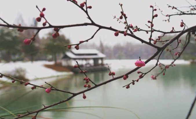 春寒料峭|杭州植物园梅花花期推迟 预计将延长到3月初