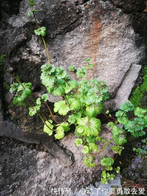 珍珠莲|宝盖草，乡间常见的一种野草，叶片像“宝塔”，一层连一层！