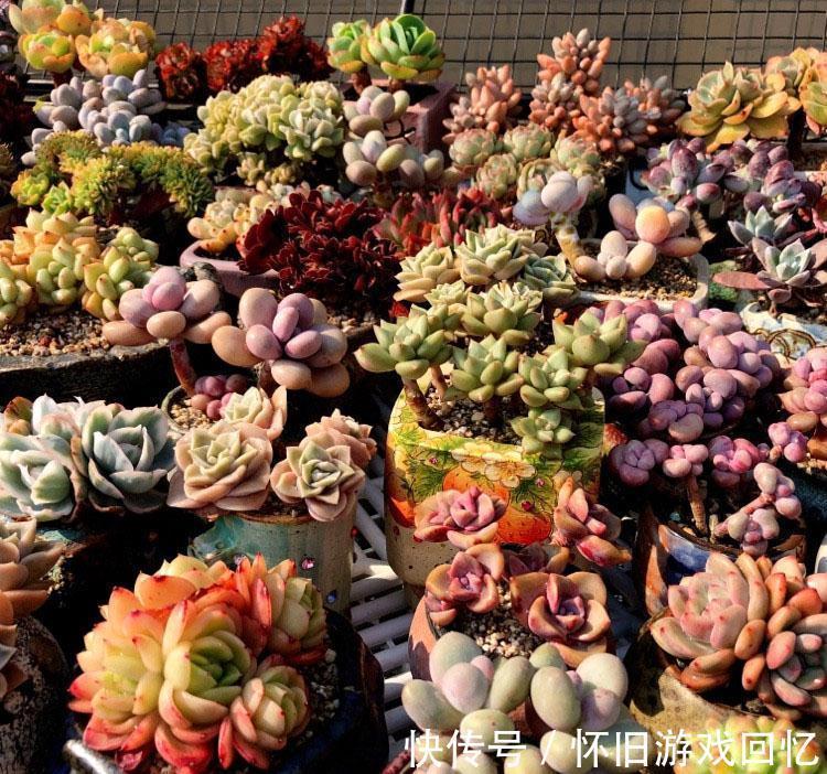 症状|多肉的黑腐病是什么症状,应该怎么正确处理