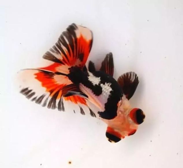 品种介绍之龙睛 观赏鱼世界 金鱼 快资讯