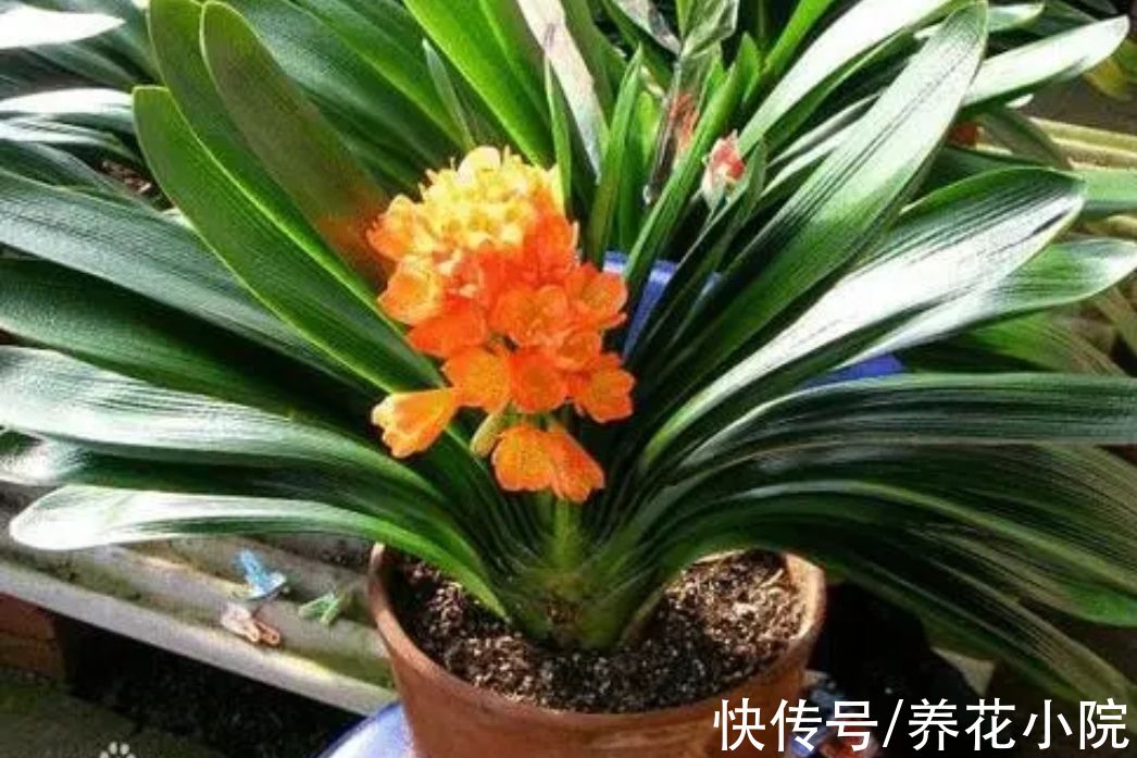 植株|养君子兰，常犯4个“错误”，难怪总是养不好