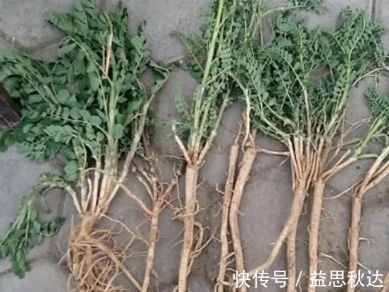 补气|乡下一种珍贵草,人称“黄人参”,地下根茎是宝贝,看到别忽视