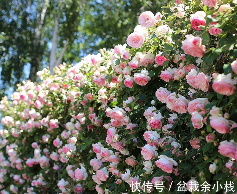 盆栽|养藤本月季,观花赏叶,室外地栽、室内盆栽该注意哪些地方?