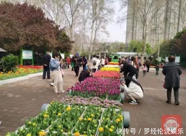 惊艳！郁金香花海、樱花雨，踏青赏花 来“这里”