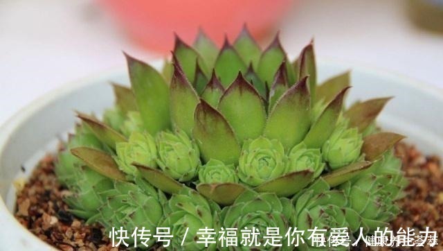 群生|观音莲这样养，“小莲花”围一圈，从普货到“贵货”，就差这一步！