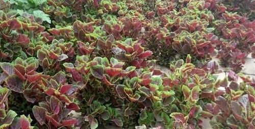 中年|3種農(nóng)村野外常見(jiàn)的野草,不僅是美味的野菜,還有很好的養(yǎng)生功效