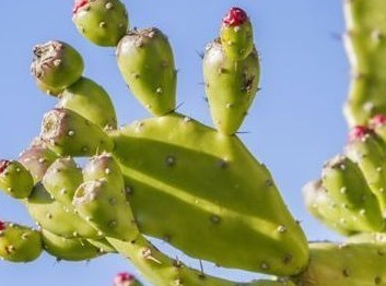 膝盖疼痛难忍,原来是因为滑膜炎,教你巧用一物,让疼痛快远离