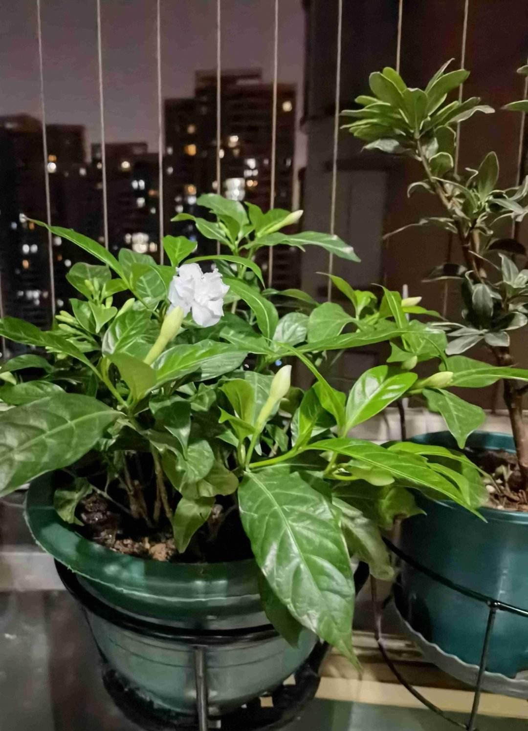 冬天给花浇水，要注意3点，植物喝饱水长得旺