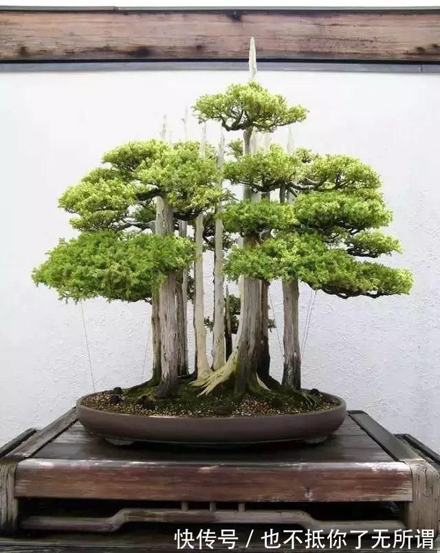 龟甲牡丹|世界上最名贵的花,一盆就是一座房子!