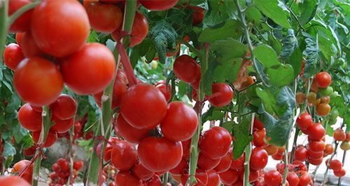 女性不妨常吃3种食物,补血养颜、延缓衰老,早吃早好!