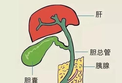 经常洗内脏,气血才两旺!老中医清洁处方,洗一洗,五脏都健康!