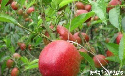 女性担心老得快,3种食物别放过,补充营养,延缓衰老,肌肤红润