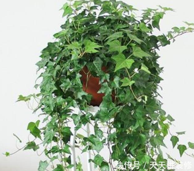 修剪|3种花,最适合养卧室,释放氧气助睡眠,一觉睡到天亮