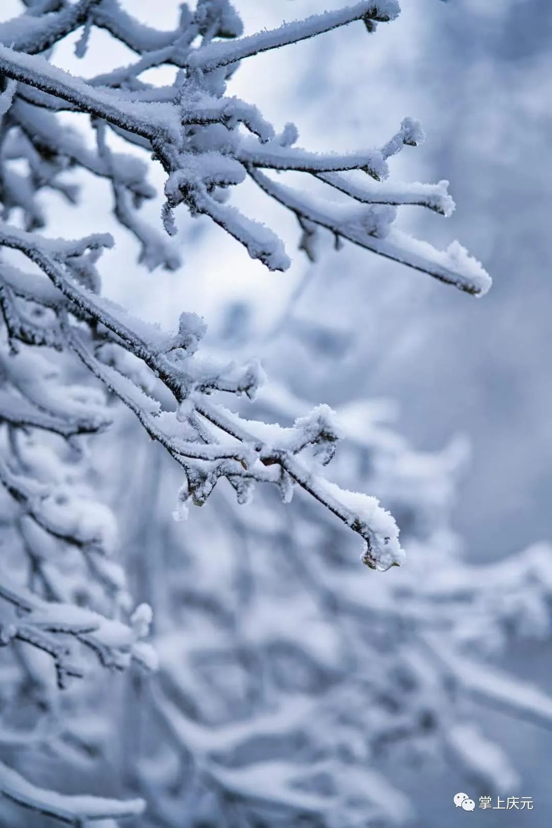 胡惠菲|庆元绝美雪景大片，上新了！