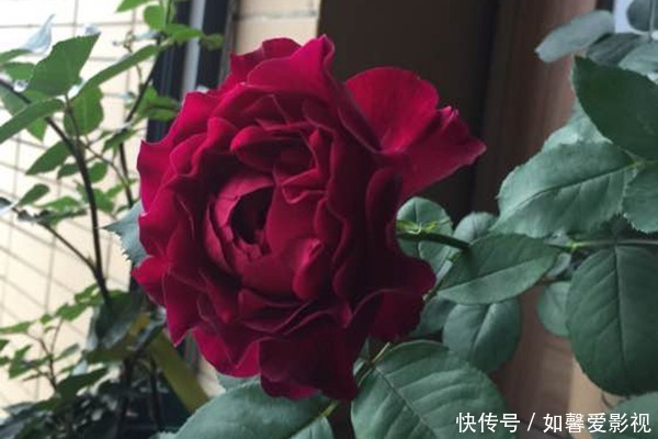 花期|3种花越养越喜欢，比牡丹花还漂亮，花期长，养护简单，还可做盆景