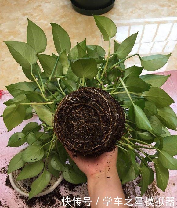 绿萝、吊兰“新玩法”,1片药加上几粒肥,半年养成“绿瀑布”!