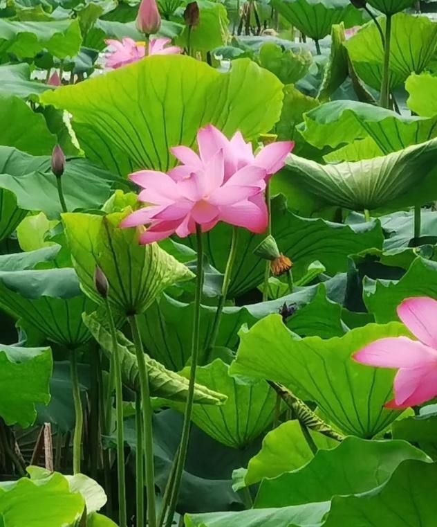 武汉|武汉夏天最火的那些花海，看这一篇就够了！