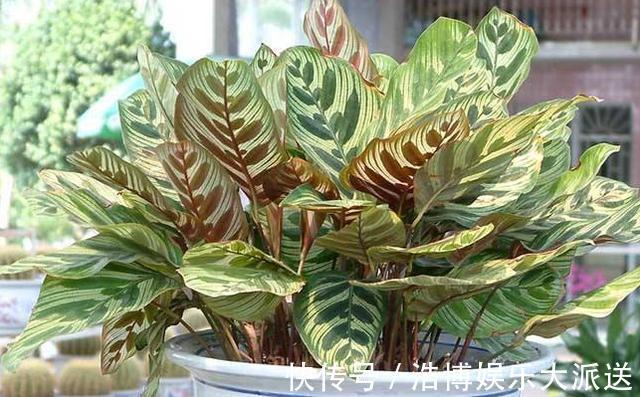 植物|房间里养什么花来几盆竹芋,新颖叶片大
