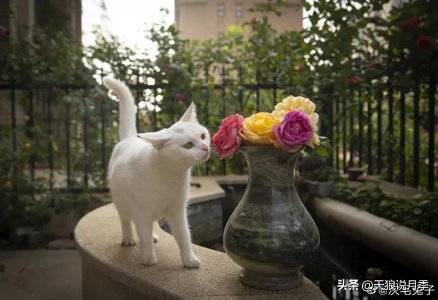 圆滚滚的绣球，瀑布般的花墙，这届花友也太会种花了吧