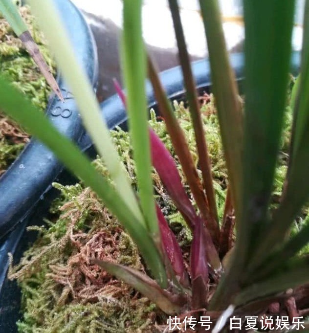 浇水|9月养兰花,做好2“润”,花芽呼呼冒,花香十里