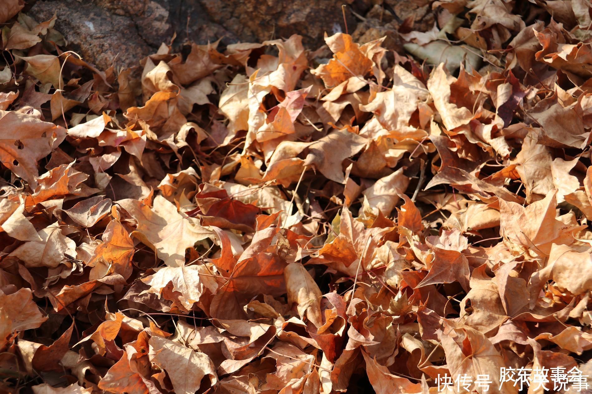 数百年历史的槭树林,见证了“步姓”人在莱阳的繁衍