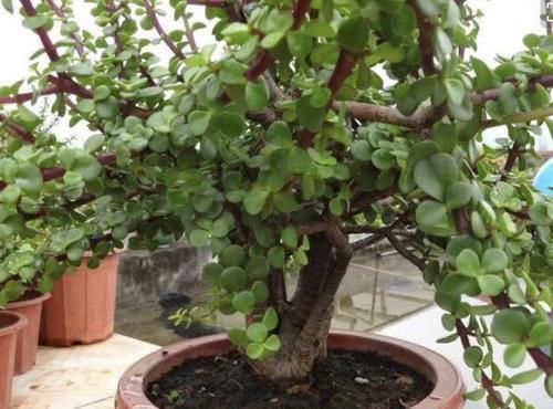 客厅|张大爷不喜欢绿萝,家里就养“它”,摆客厅显得“高档”,值钱