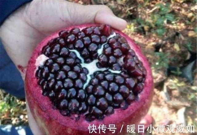 石榴树$秦始皇陵里到底浇灌了多少水银?看了山顶的石榴树,就能明白了