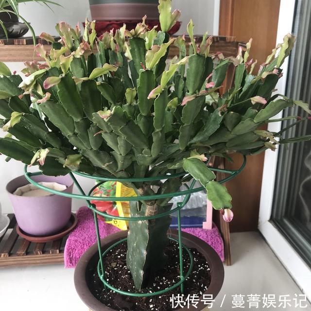 蟹爪兰叶子“软塌塌”?教你做3步,嗖嗖冒新叶,入冬花朵爆盆