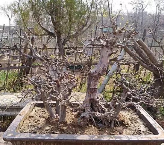 地养三年的雀梅,拿到集市上,被人三千块买走,真是赚到了