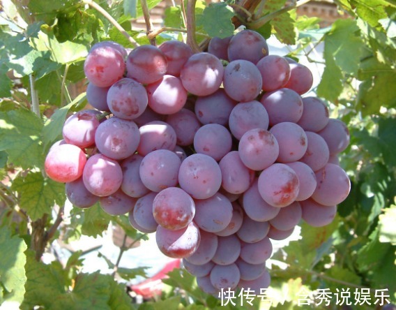 医生|吃葡萄能排毒、抗衰老，但医生研究后发现此3类人吃了危害健康
