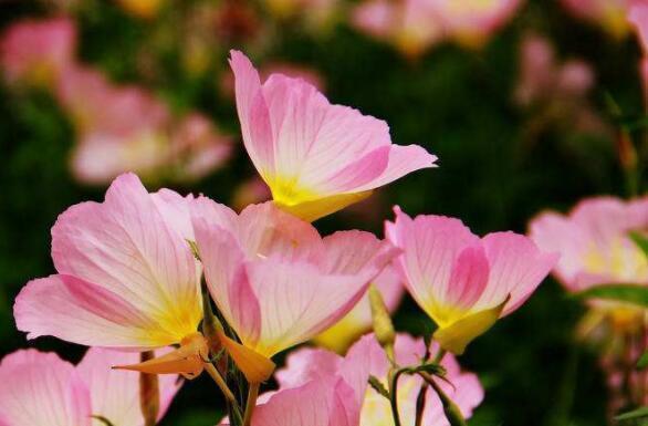 养这几款花,丢在庭院,全年都是小花园,花朵稠密惹人爱