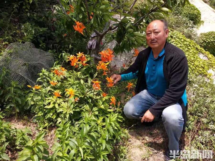 引种|长白山人参扎根崂山！从采药人到种药人，青山农民15年引种让传说变现实