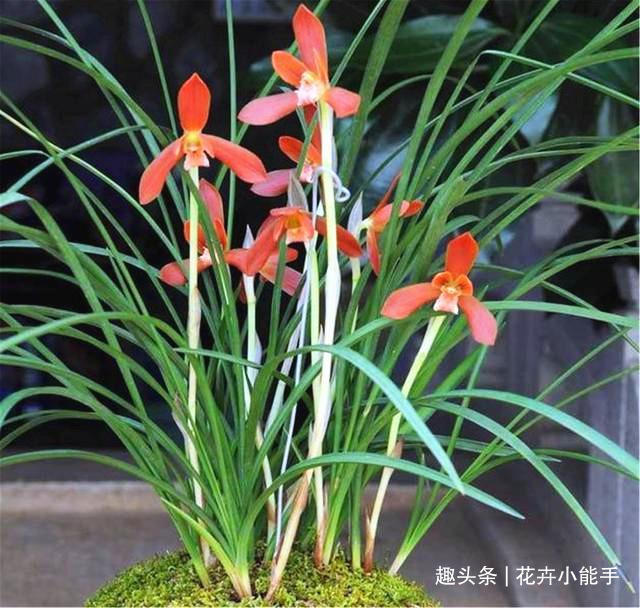 此兰花,拿奖拿到“手软”,花色堪称顶级,即便是新手也能养好!