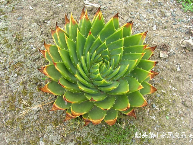 品种|单价“过万”的芦荟，家里养一盆，能活“60年”，花友都想要