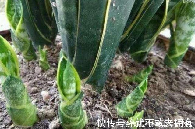 花盆|虎皮兰长得慢,不长小芽做好几点,生长快,出芽多,真正的爆盆!