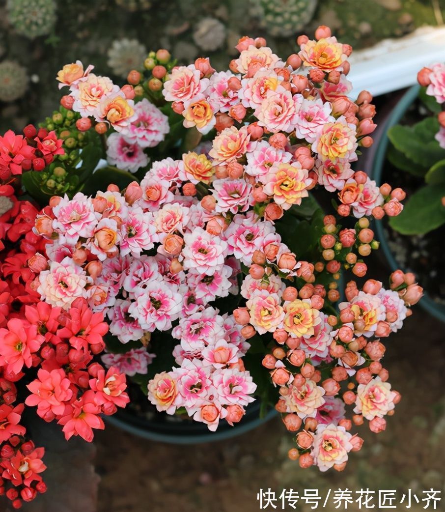 习性|长寿花习性要掌握,按照它的“4喜”养,四季都能开花,真漂亮