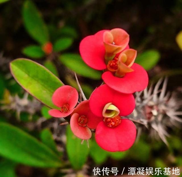 家里养花“别瞎买”,5种花是“有毒”的,对大人小孩都不好