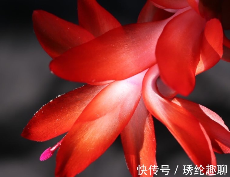 夏季|这两种花夏季千万不要购买回家,入夏就会休眠,非常难养活