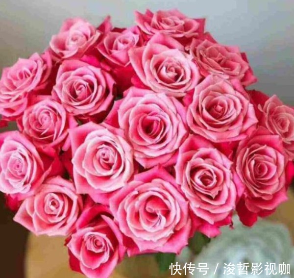 梦一场|“精品玫瑰”泰姬,花开如美姬,清奇美丽,可以说是养花必备!