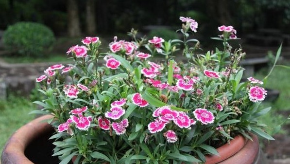 养太阳花、长寿花、石竹,春天把握住“细节”,开花才漂亮