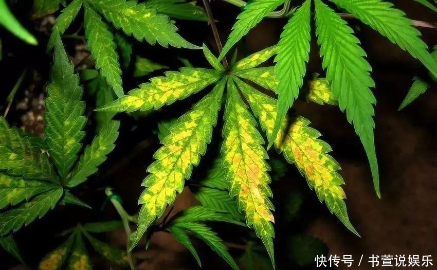家里的盆栽叶子变黄了怎么办,老司机教你几招轻松搞定!
