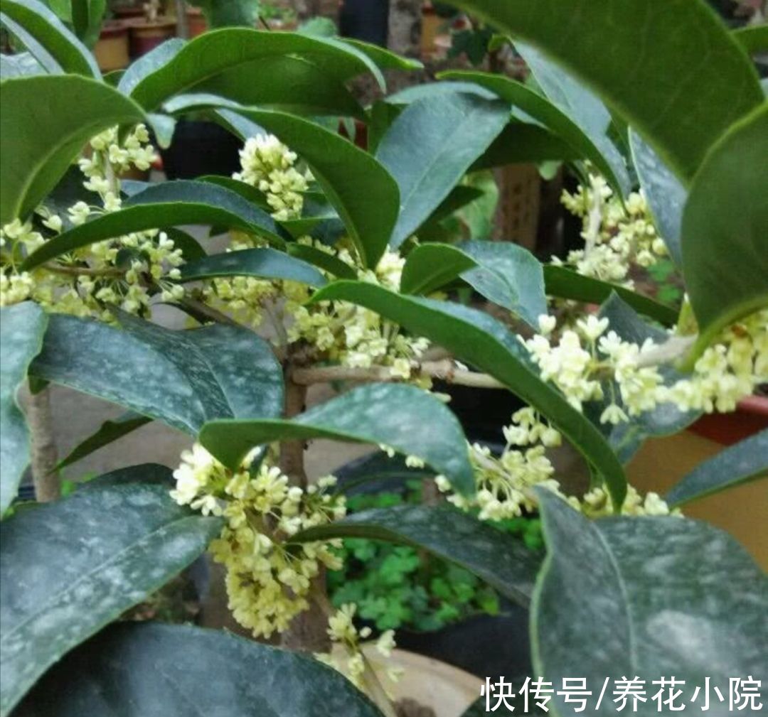 浇水|9月桂花还没开,给它多做3件事,很快就能开花,香飘满园