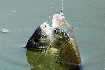 饵料|野钓鲫鱼时,钓离底更适合一些,有如下好处!