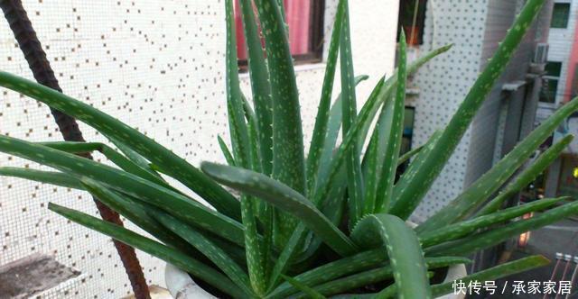 植株|3种耐晒的绿植盆栽,养在空调房,净化空气颜值高