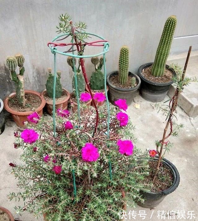 路边挖棵“太阳花”,学会2招,养一年变“老桩”,能开多色花