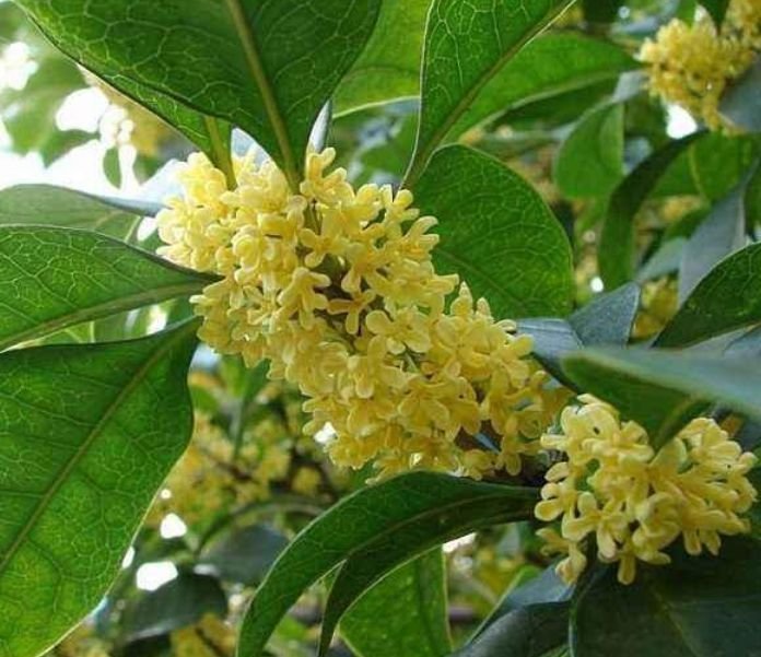 4种花漂亮又好养，越养越“值钱”，养10盆也不嫌多！