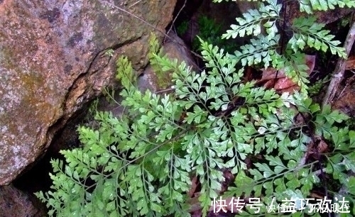 野草|农村这种常见的野草，有很好的清热解毒和止血的功效，见到要珍惜